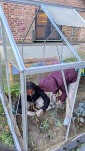 Kendra and another participant crouched down inside a small greenhouse-like structure, harvesting kale.